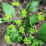 Thaspium trifoliatum Blüte