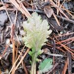 Senecio sylvaticus Foglia