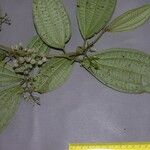 Miconia rubescens Drugo