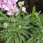 Matthiola incana Hoja
