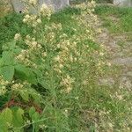 Erigeron sumatrensis Flors