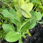 Nicotiana alata Habit