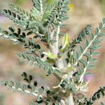 Astragalus trigonus List