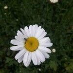 Leucanthemum ircutianum Квітка