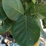 Coccoloba diversifolia Feuille