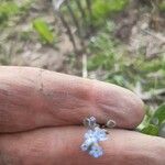 Myosotis nemorosa Flower