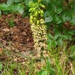 Epipactis helleborineFeuille