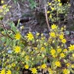 Aichryson divaricatum Flower