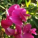 Lathyrus odoratusBlüte