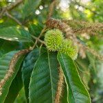 Castanea mollissima Fruit