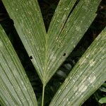 Pholidostachys pulchra Leaf