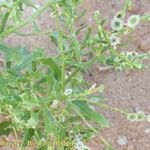 Dysphania atriplicifolia Прочее