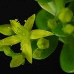 Sedum dendroideum Flower