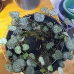 Ceropegia woodiiLehti