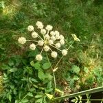 Angelica sylvestrisFlower