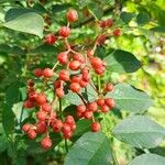 Zanthoxylum simulansПлод