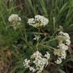 Seseli annuum Blüte