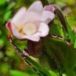 Epilobium stereophyllum Leaf