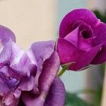 Rosa × damascena Altul/Alta