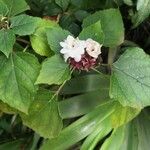 Clerodendrum chinense Floare