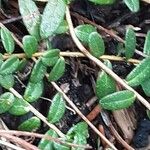 Vaccinium macrocarpon Leaf