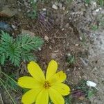 Coreopsis verticillataFlower