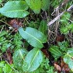 Rumex × acutus Leaf