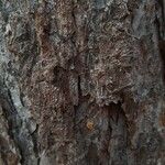 Larix x marschlinsii 樹皮