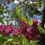 Robinia hispida Hábito