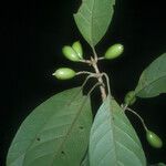 Siparuna decipiens Meyve