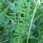 Astragalus crenatus Hoja