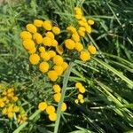 Tanacetum annuum Blomma