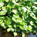 Hydrocharis chevalieri Hoja