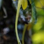 Angraecum ochraceum Çiçek