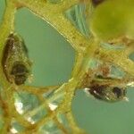 Utricularia australis 樹皮