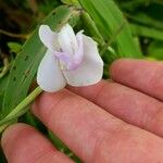 Vigna vexillata Blomma