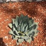Agave parryi Лист