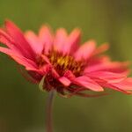 Gaillardia amblyodon Floare