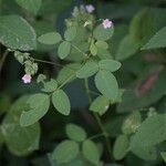 Oxalis barrelieri Hábito