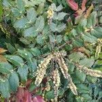 Berberis japonica Habit