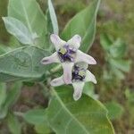 Calotropis gigantea 花