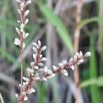 Persicaria decipiens 花