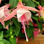 Fuchsia × standishii Çiçek