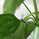 Spananthe paniculata Leaf