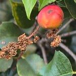 Prunus ilicifolia ഫലം