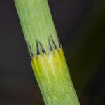 Equisetum fluviatile葉