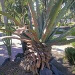 Agave durangensis Lubje