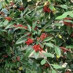 Cotoneaster frigidus Fruto