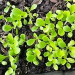 Lactuca sativa Leaf