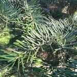 Abies concolor Leaf